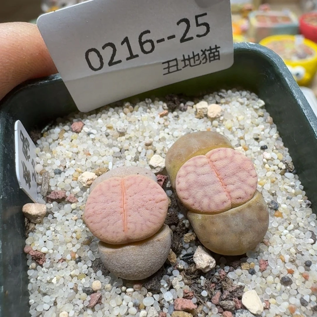 0216-025猪皮生石花