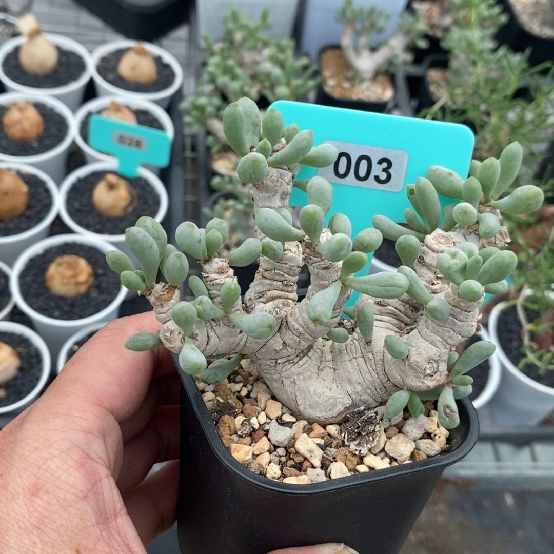 产地卡拉菲厚炖菊多肉植物