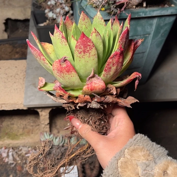 393坎代哈哈哈哈哈哈哈