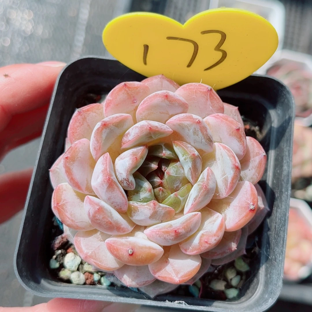 173号新品珍妮单头