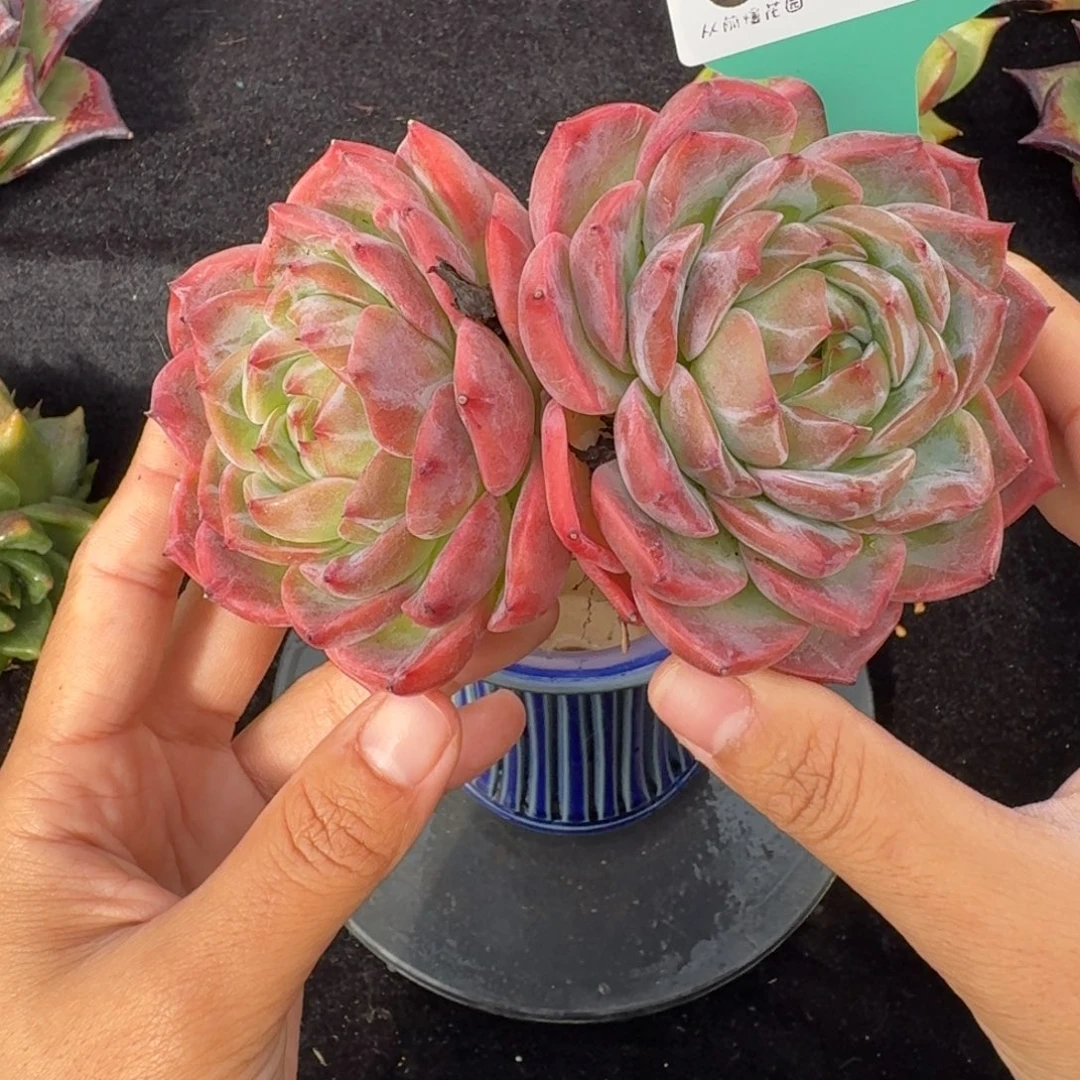 从前慢多肉精选编号1022.27