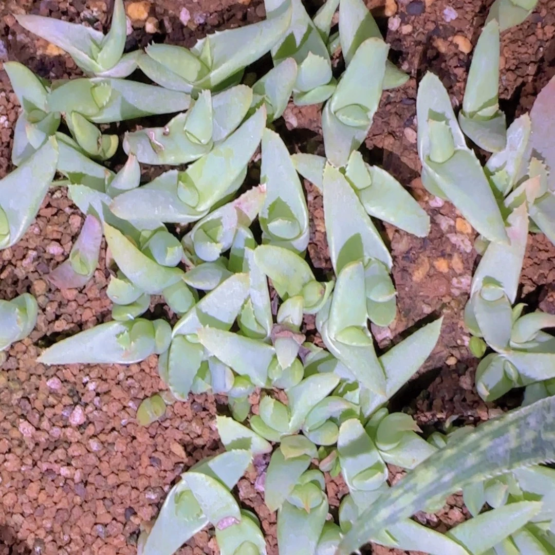 块根植物块根植物
