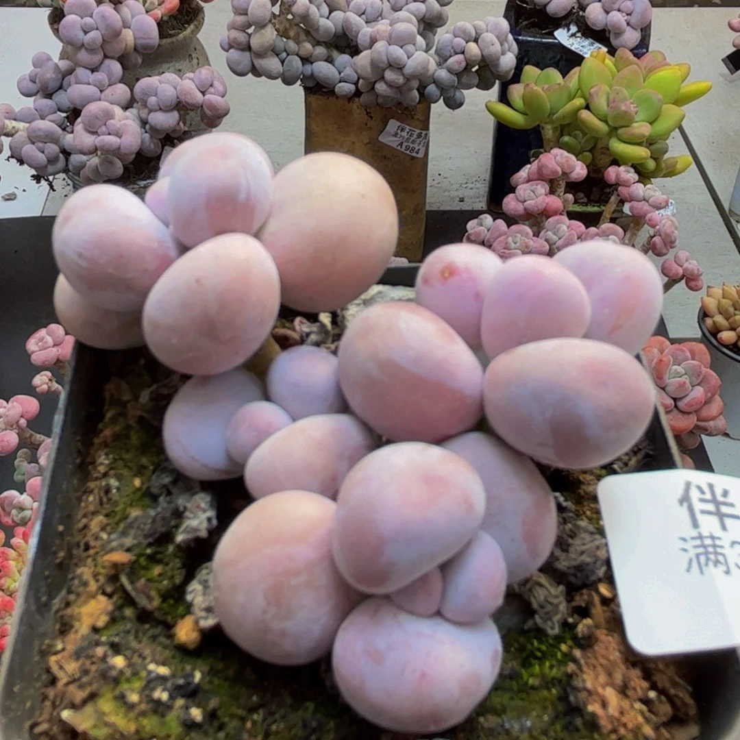 470芭比奶酪5cm多肉植物