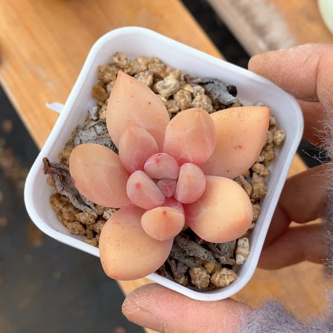 精品多肉一物一拍不包整2