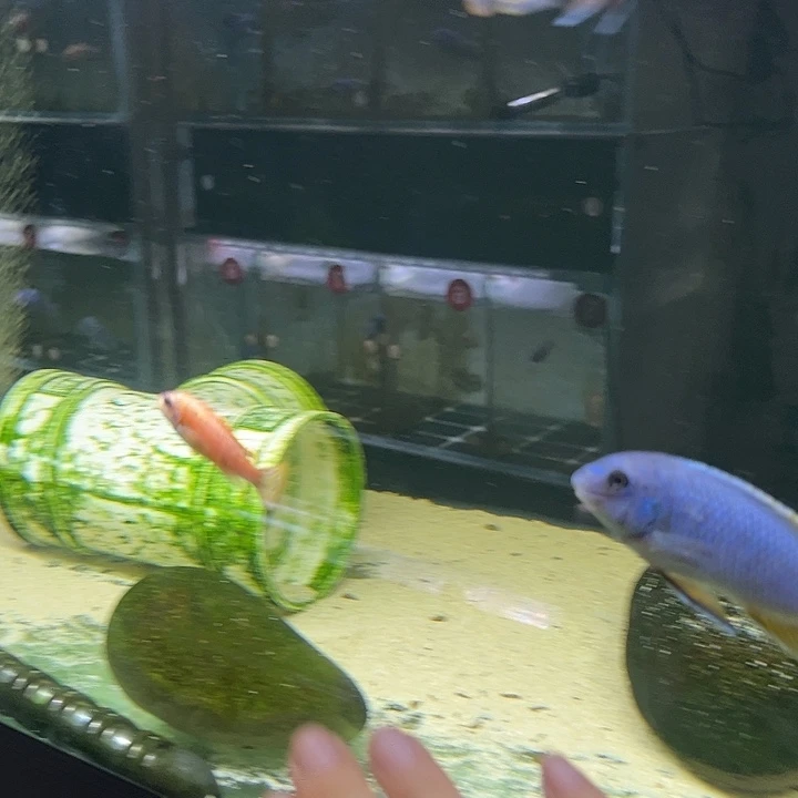 德***叔慈鲷卡塔了小丑o母