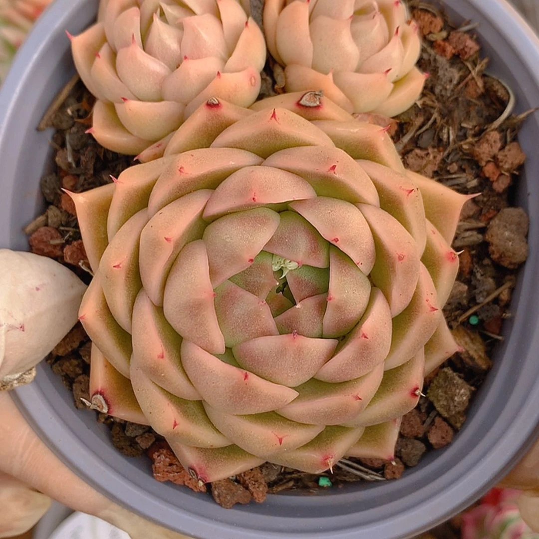 【闪购商品】云949