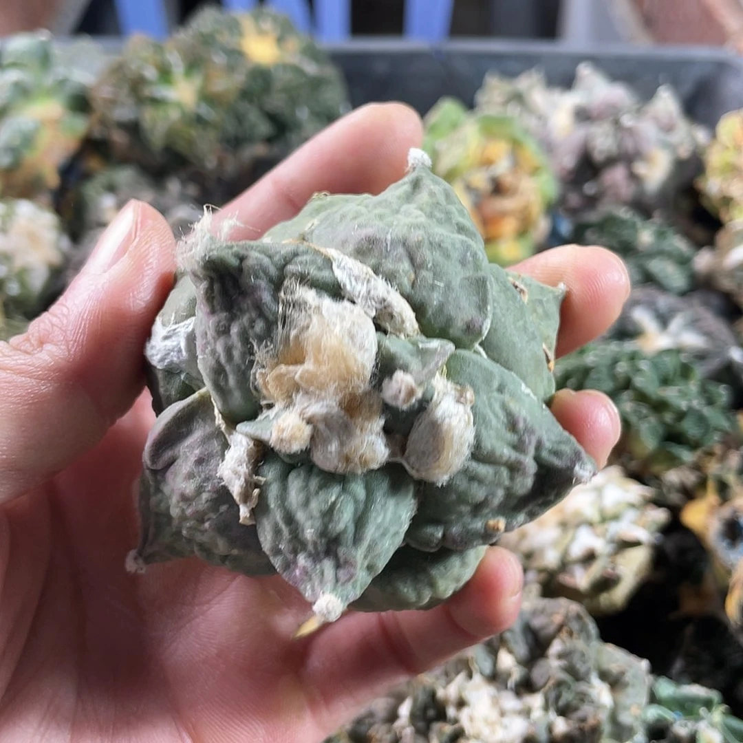 17号无根练手牡丹