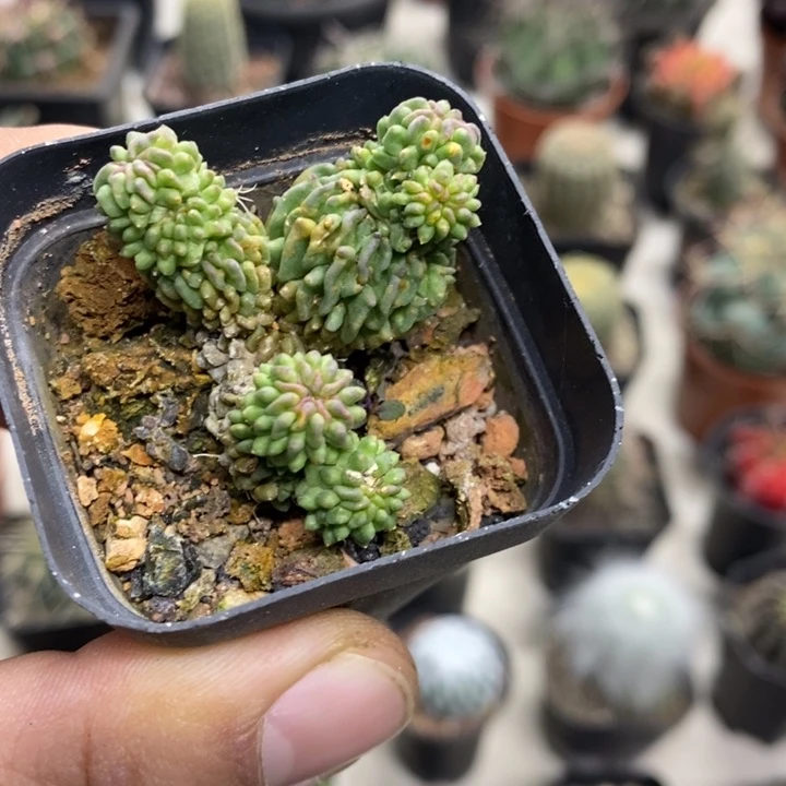 蝌蚪球群特价福利