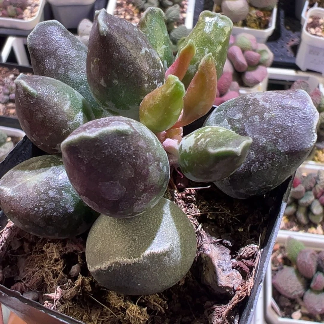 奶油墨点斑海豹多肉植物