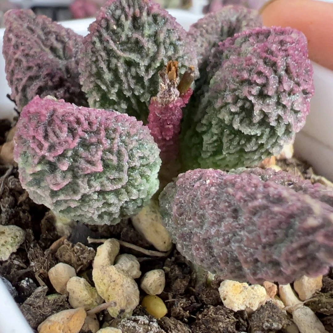 实生新品多肉植物水泡