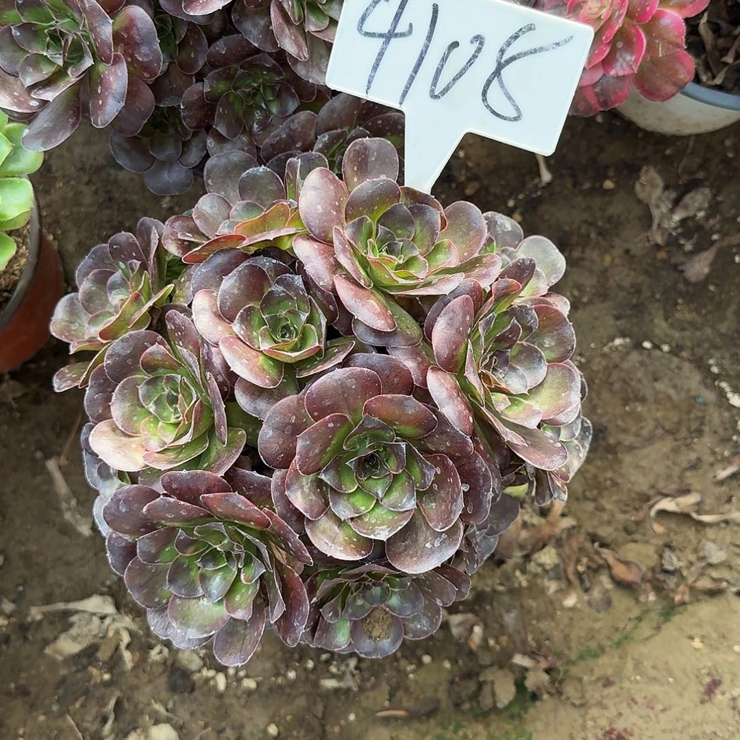 4108魅金玫瑰多肉法师多肉