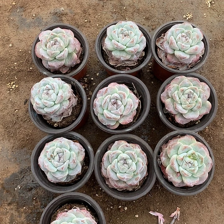 凡事哈哈哈哈哈哈哈