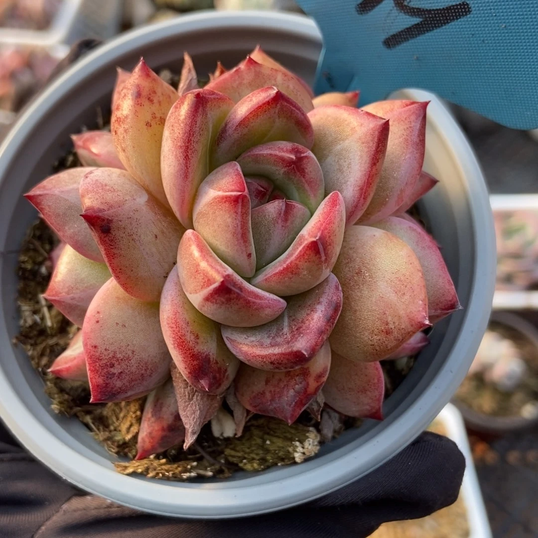 119夜魔侠多肉植物保护