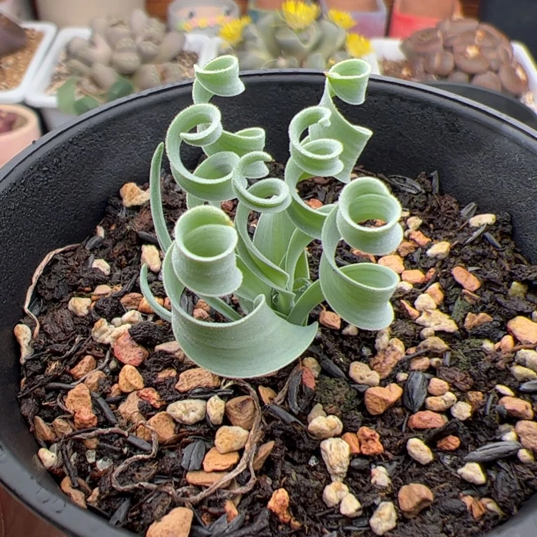 0191号弹簧草 多肉植物