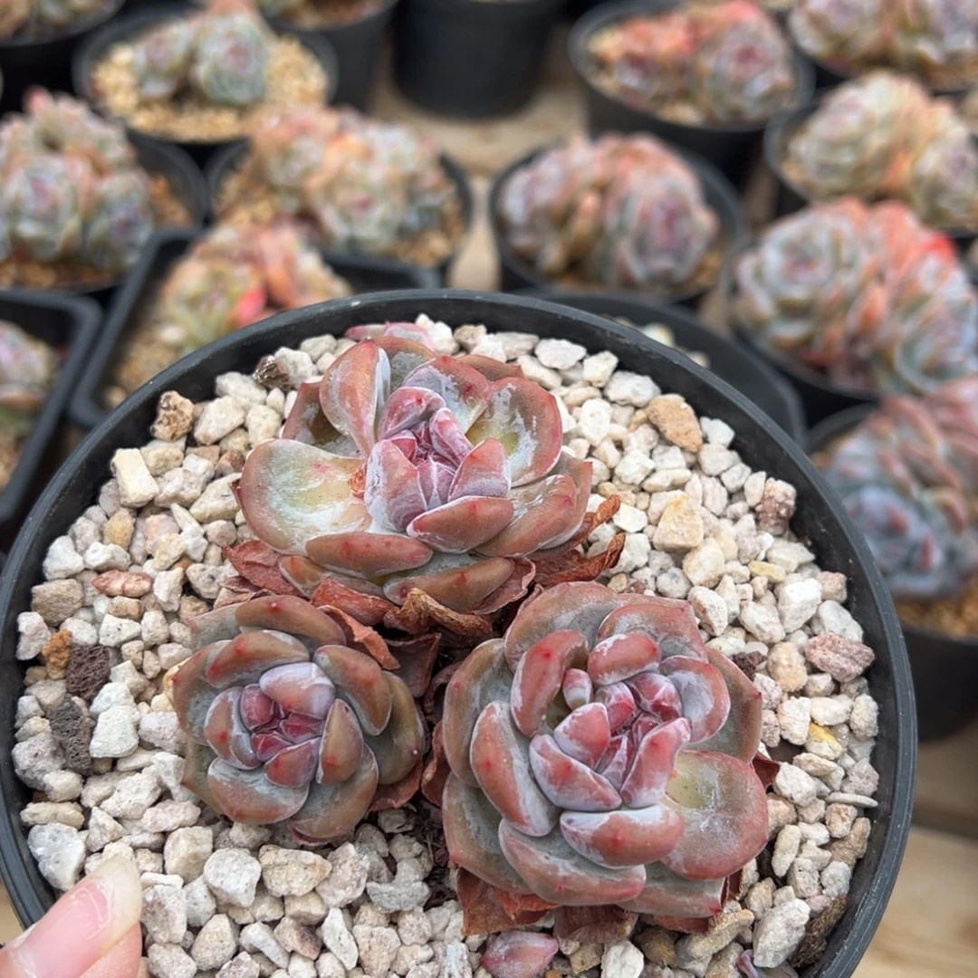 三头趴地紫心哈哈