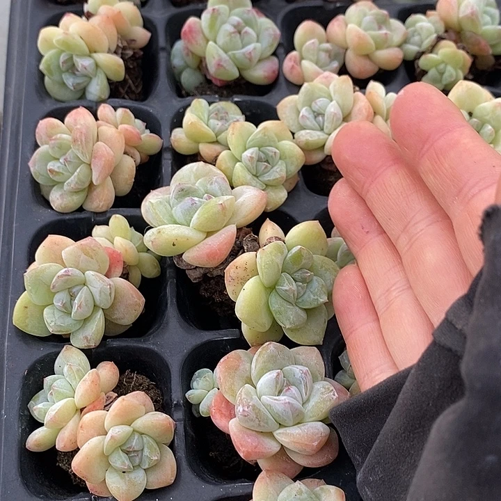 70 多肉植物盆栽花卉