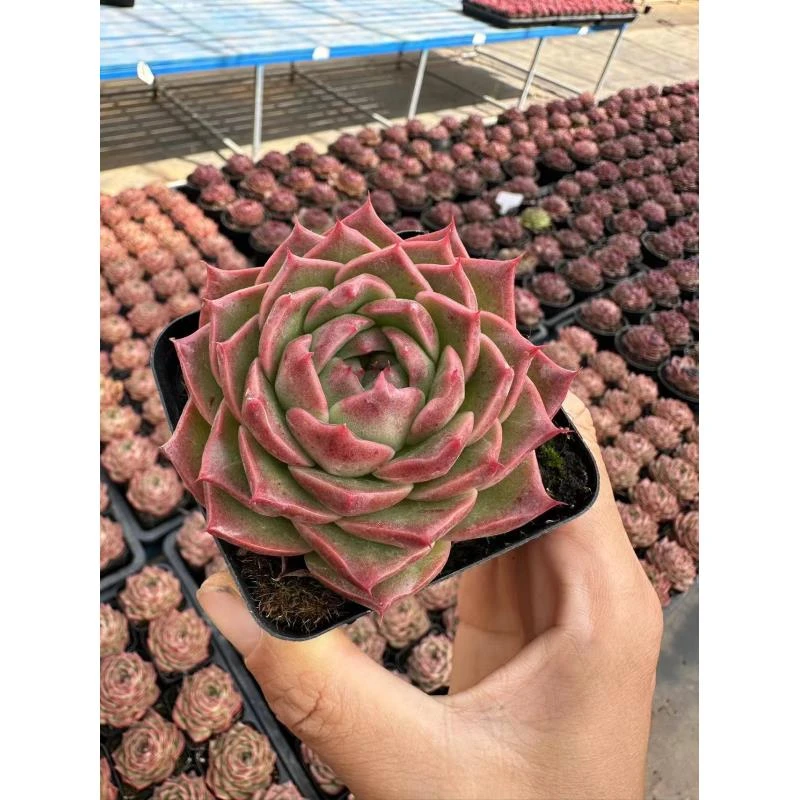 7#红梅多肉植物  前男友精品多肉