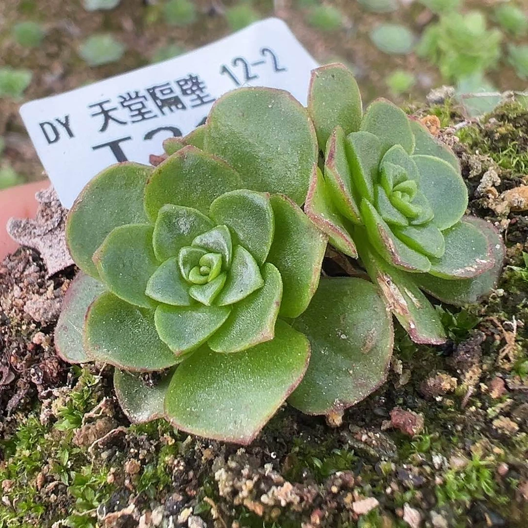 糖糖214 DG龙宝 群