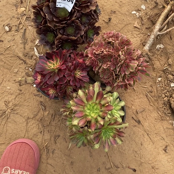 完全开放504组合套餐多肉植物