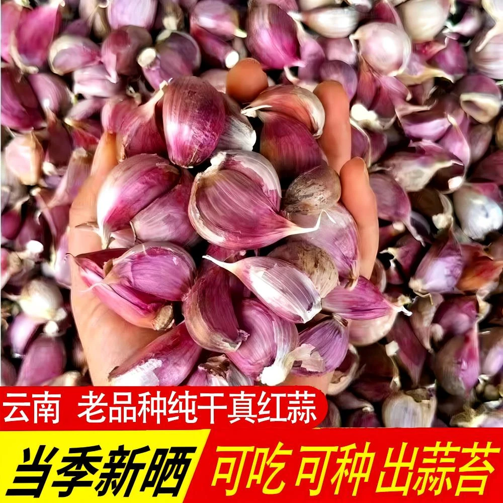 2025新种蒜正宗云南老品种真红蒜做种专用土香蒜可吃可种批发