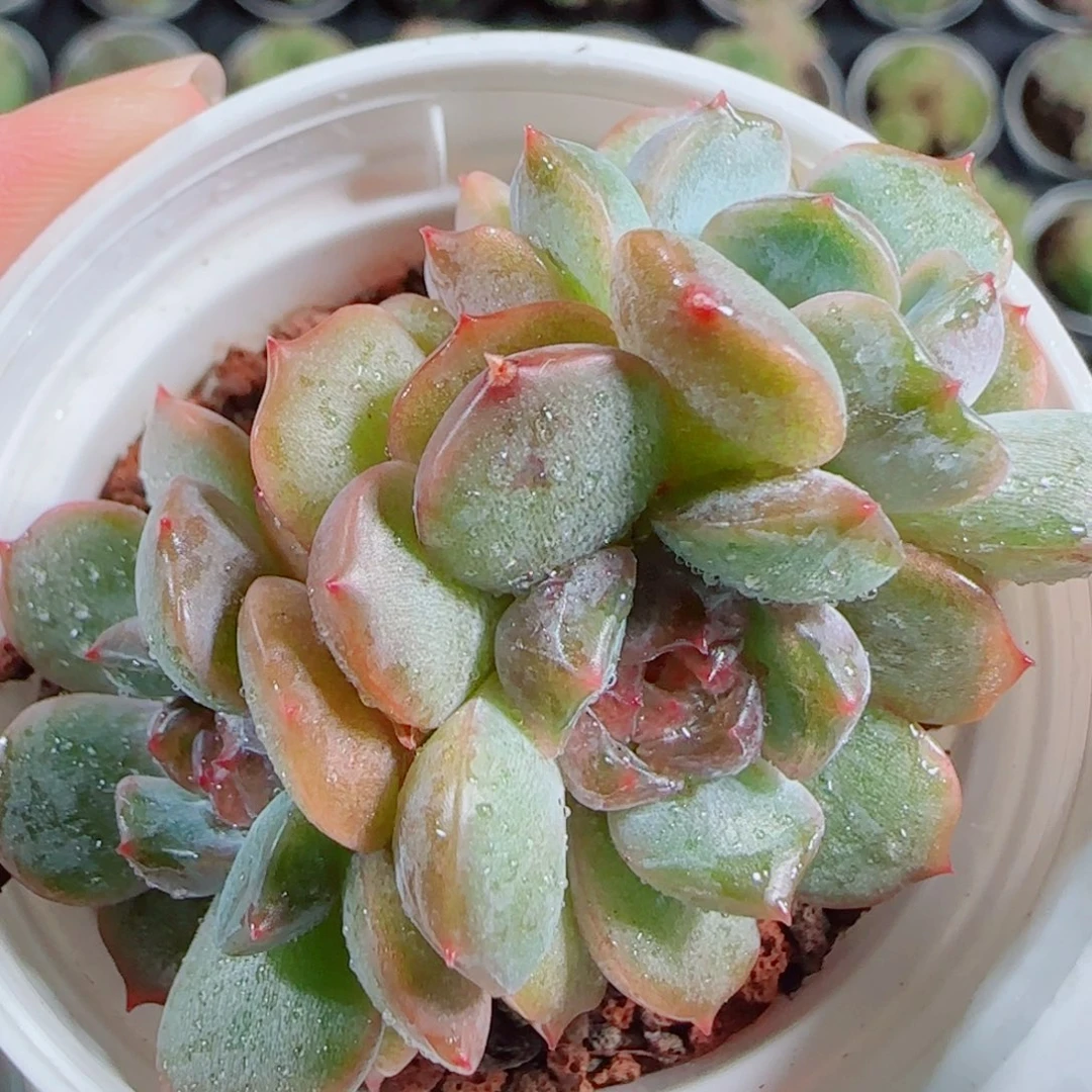 花语逸镜1014-95红恋