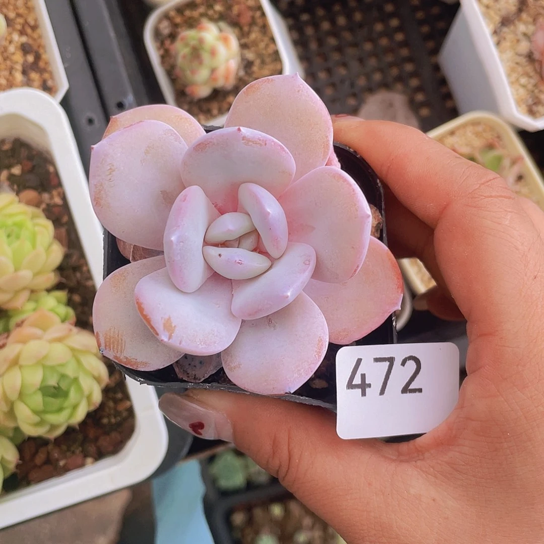 472。奶茶。