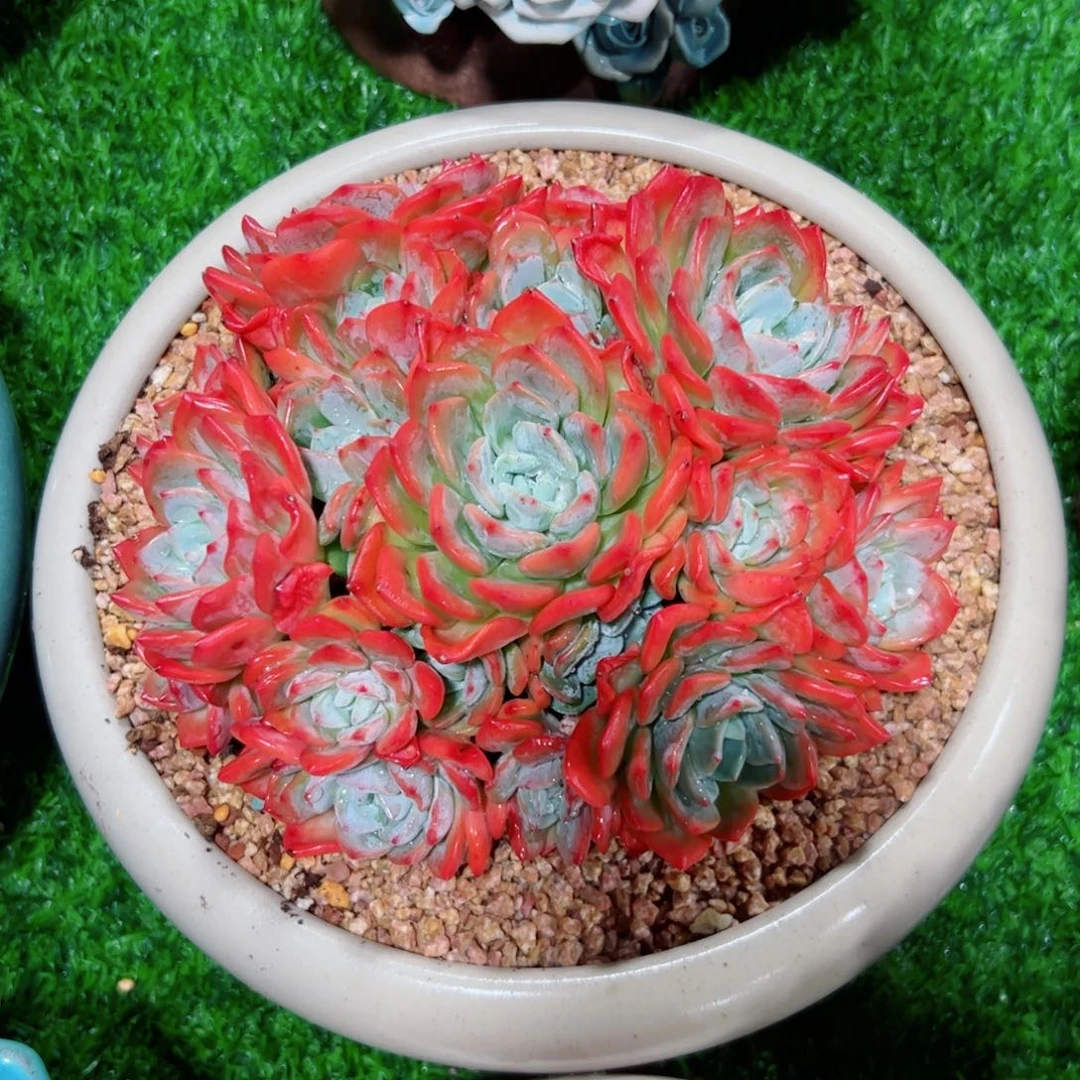 冷橙冷橙多肉植物