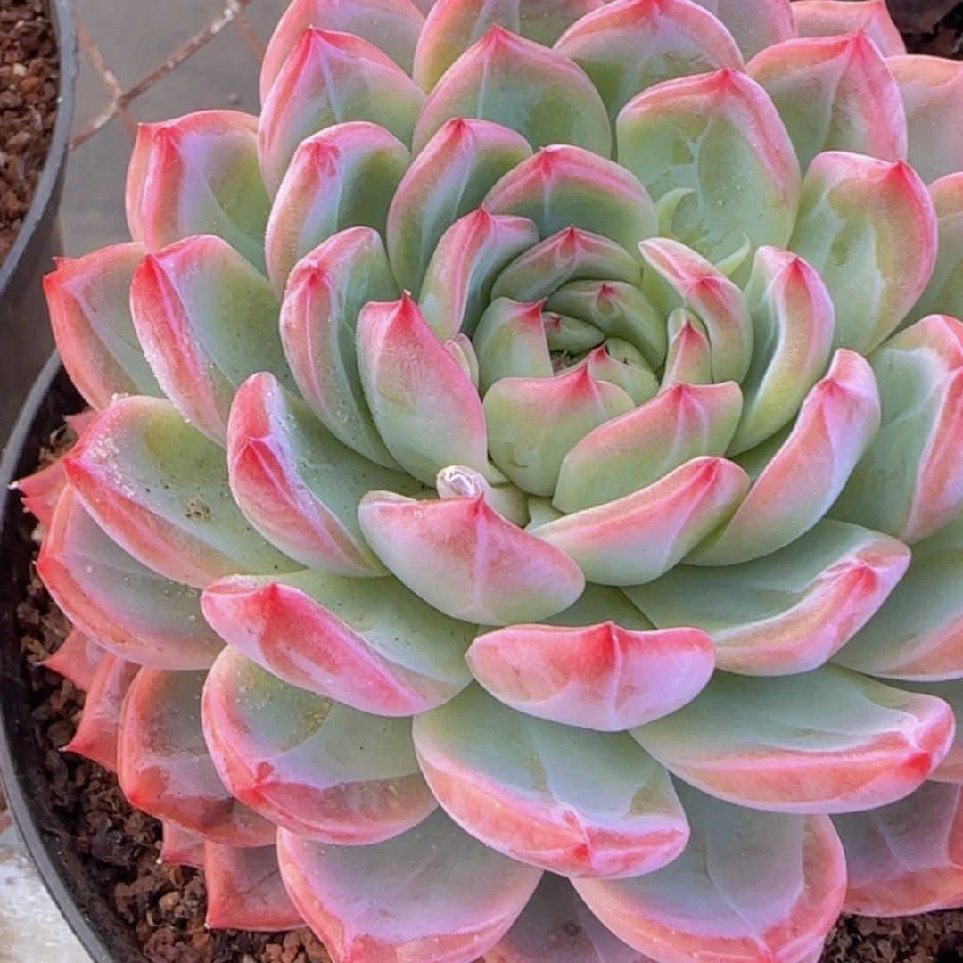 【闪购商品】母本模特红鸾