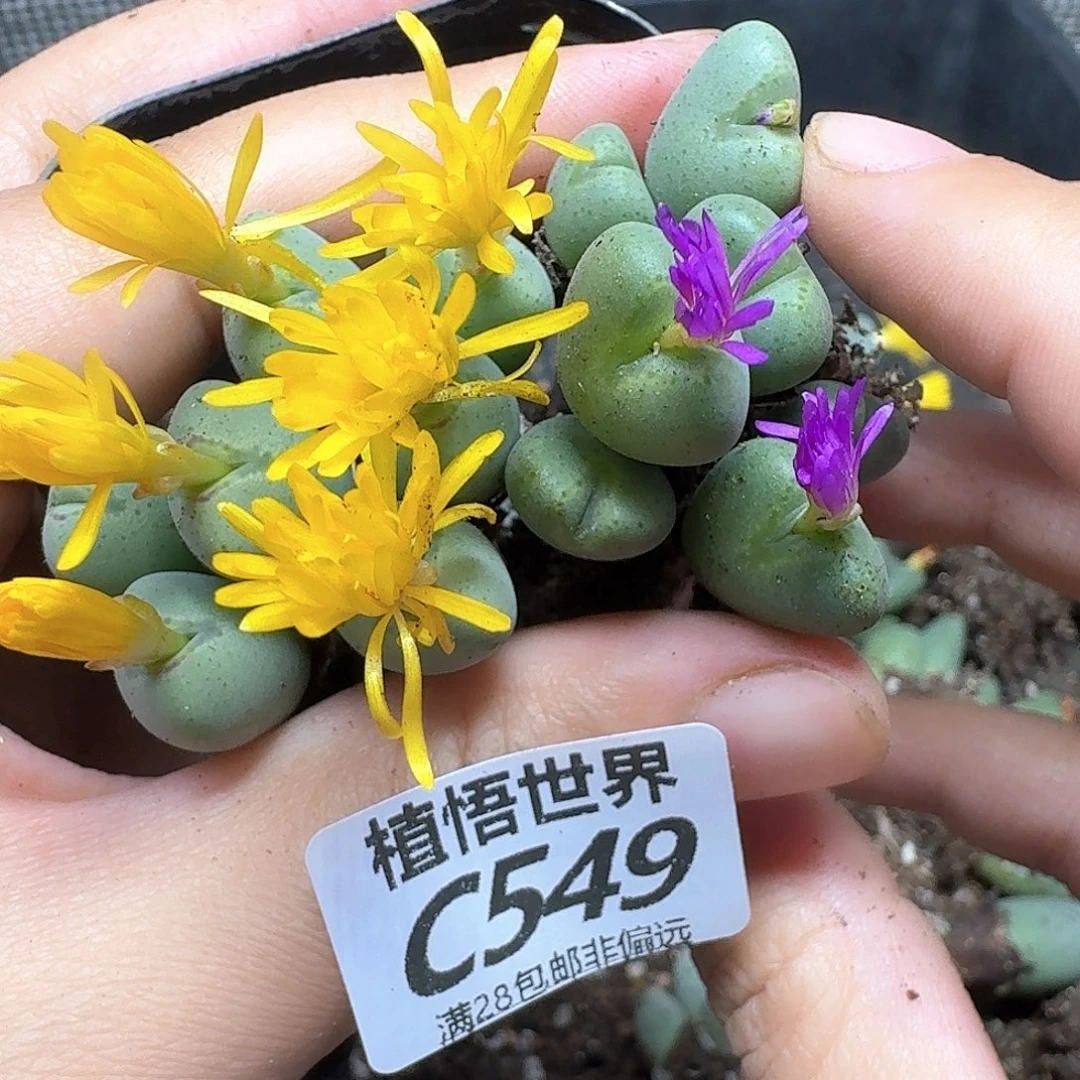 多肉植物的人生ghj