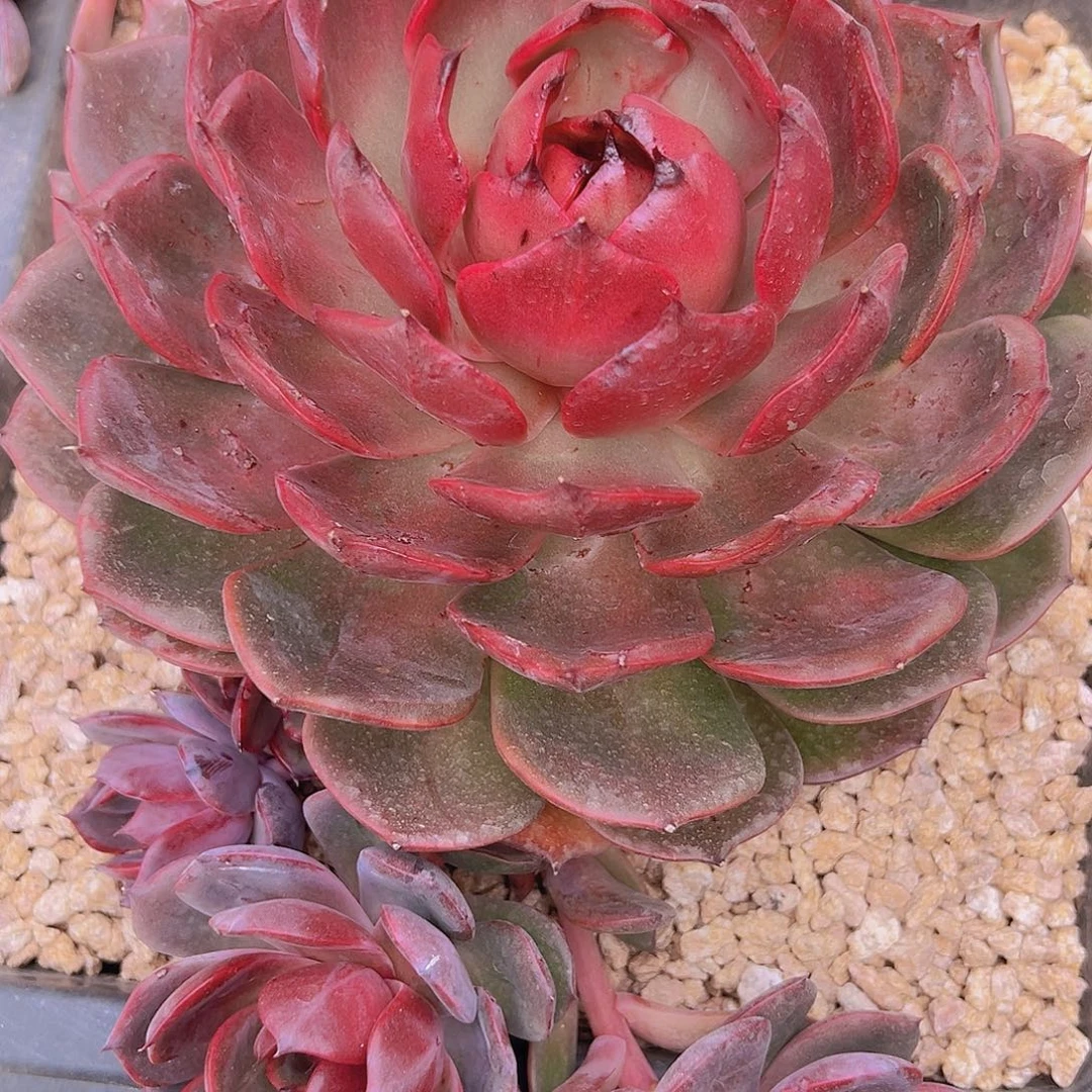 88888888888888888888888