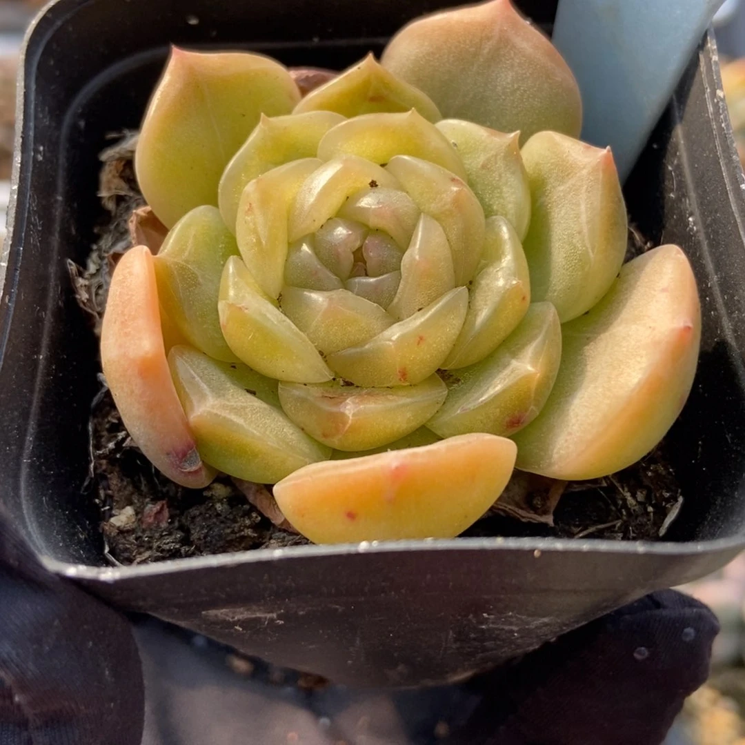 2154白恋多肉植物保护