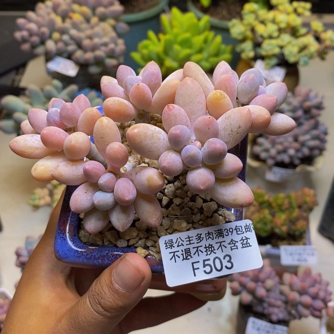 503香水手指奶多肉7cm