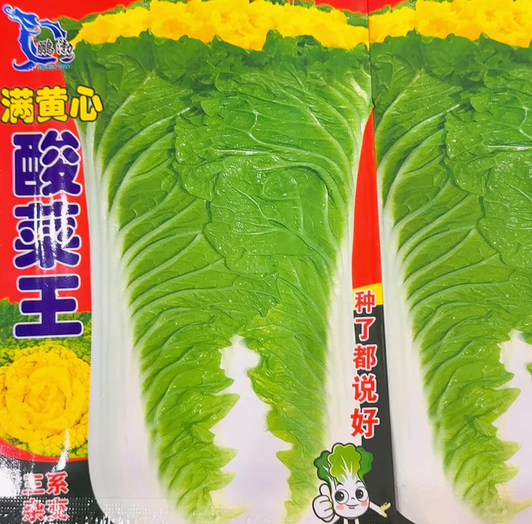 酸菜王白菜籽棵大心满大白菜种子