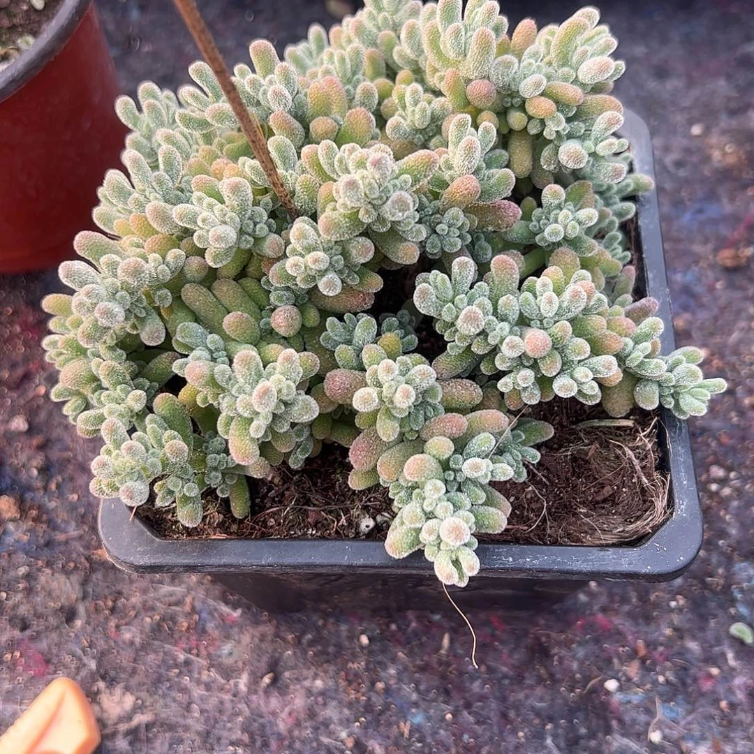 多***多枝干冰晶大盆一个