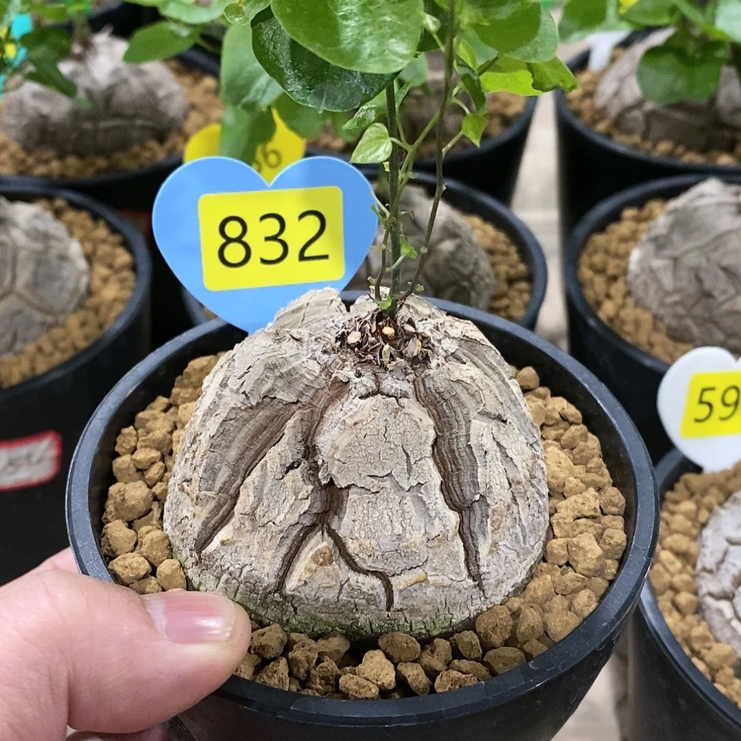 南非龟甲龙龟甲龙