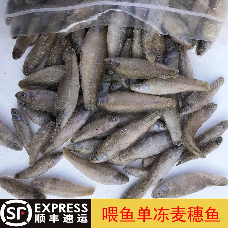 冷冻麦穗鱼喂龙鱼虎鱼饲料新鲜冷冻鱼食饲料
