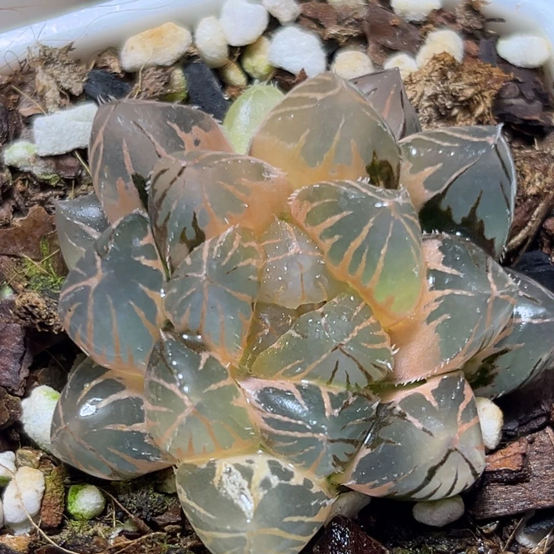 恭喜发财大吉大利937om