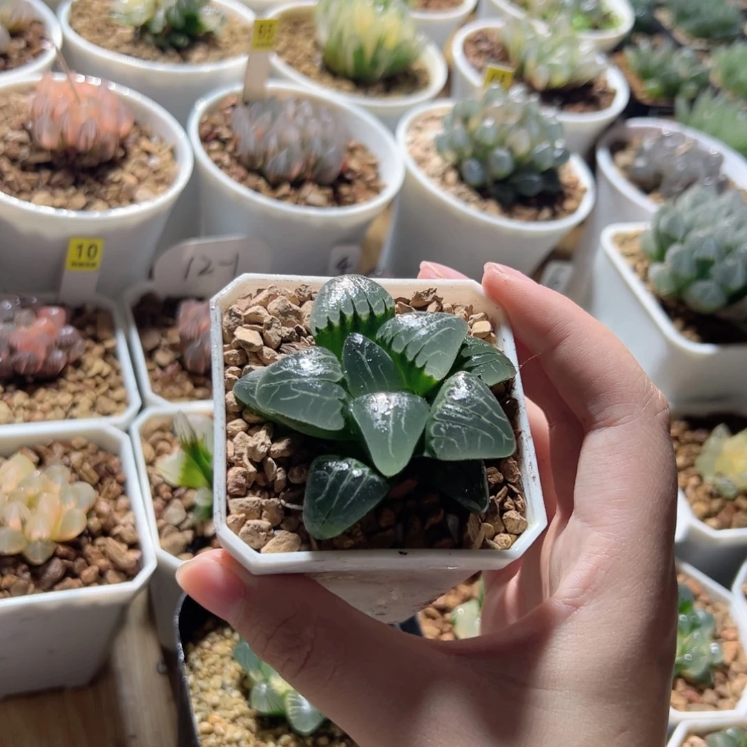 粉色甜心多肉植物