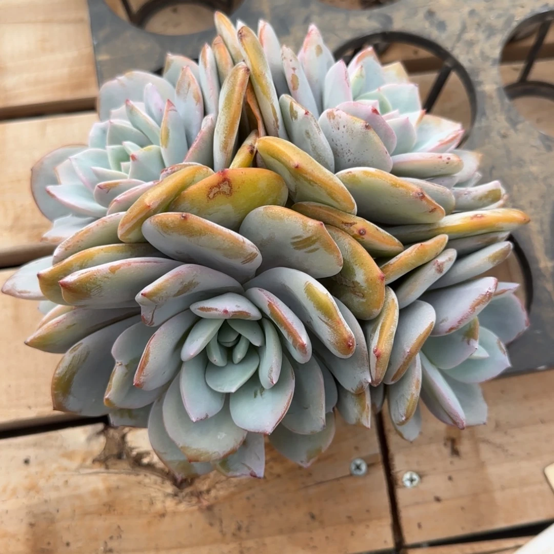 0113。      奶茶四头有掐心