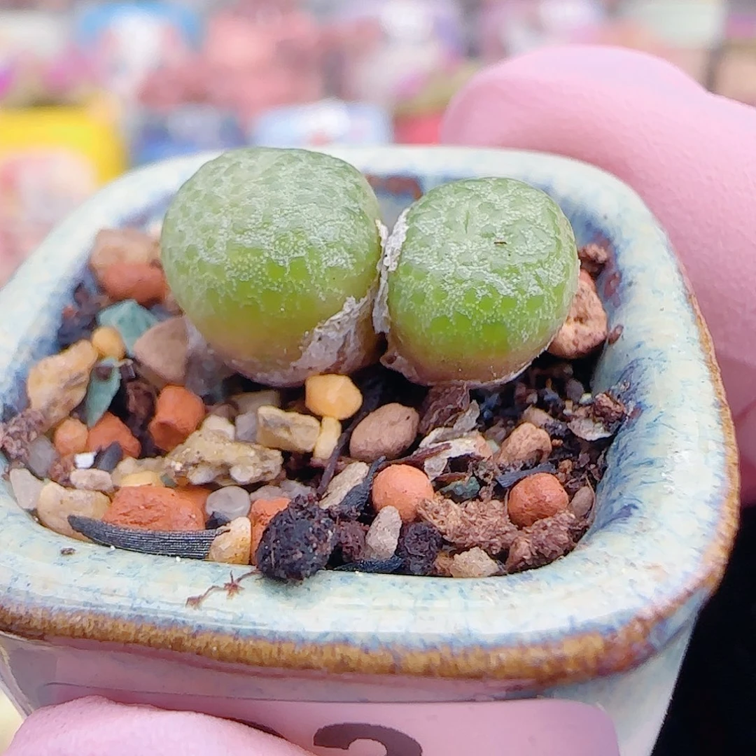 L 可爱小玉米 带盆