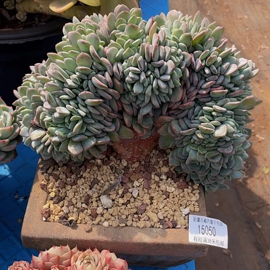 @*茶玛瑙缀15050多肉