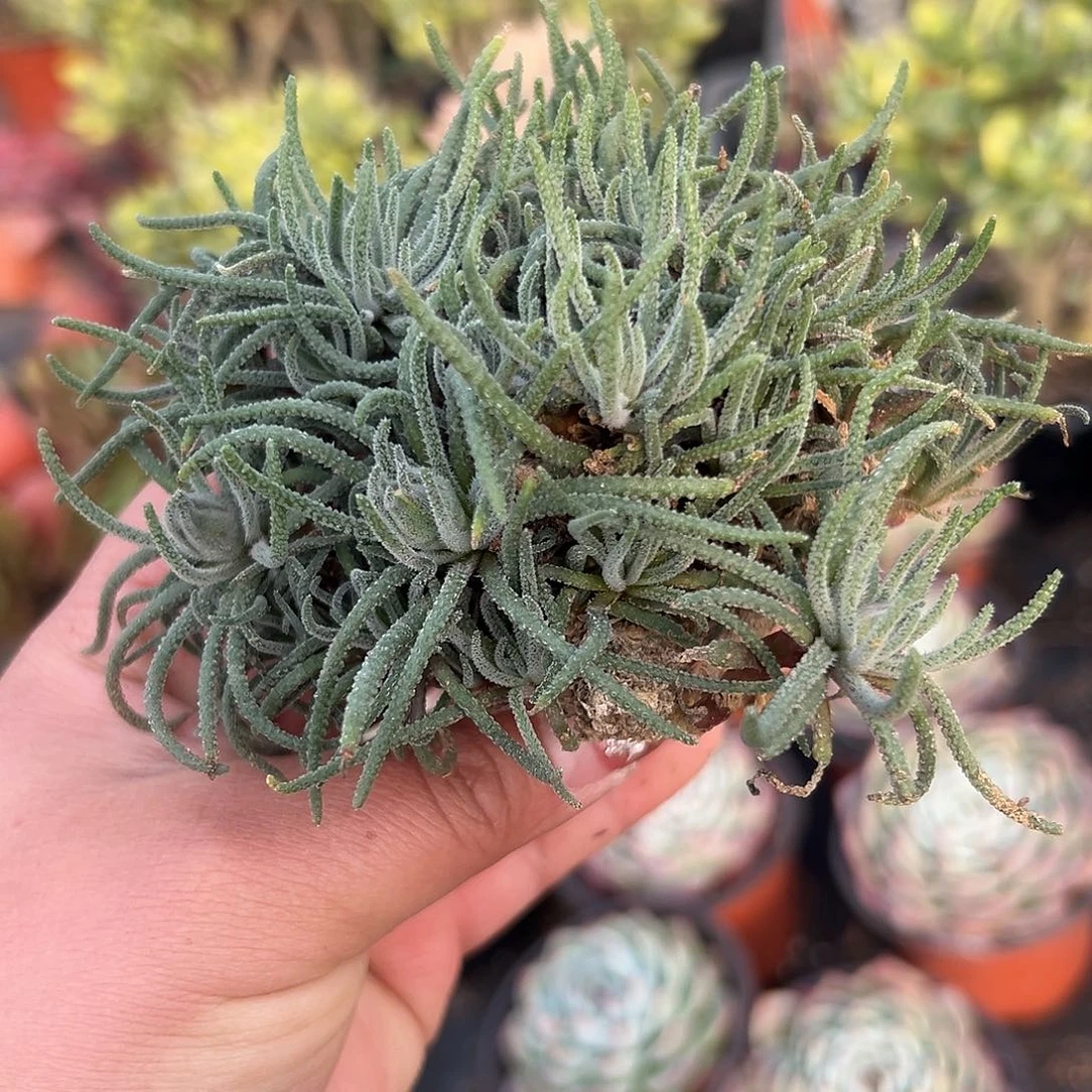 多肉植物天赐开花