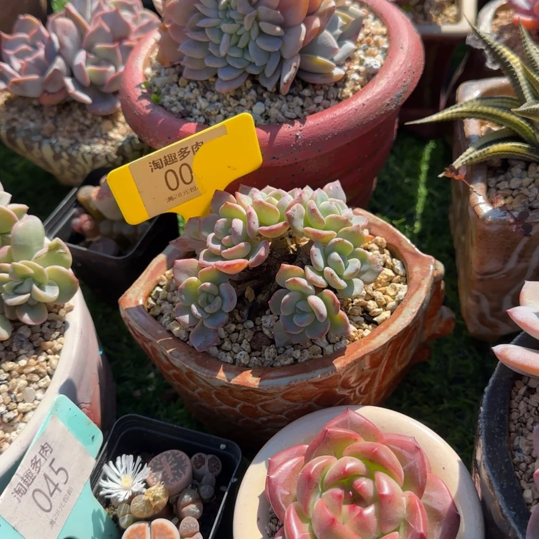 C***装多肉植物奉承多多