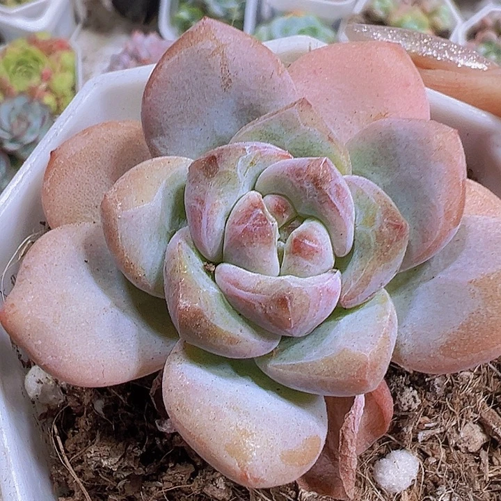漫漫雪19包邮多肉植物