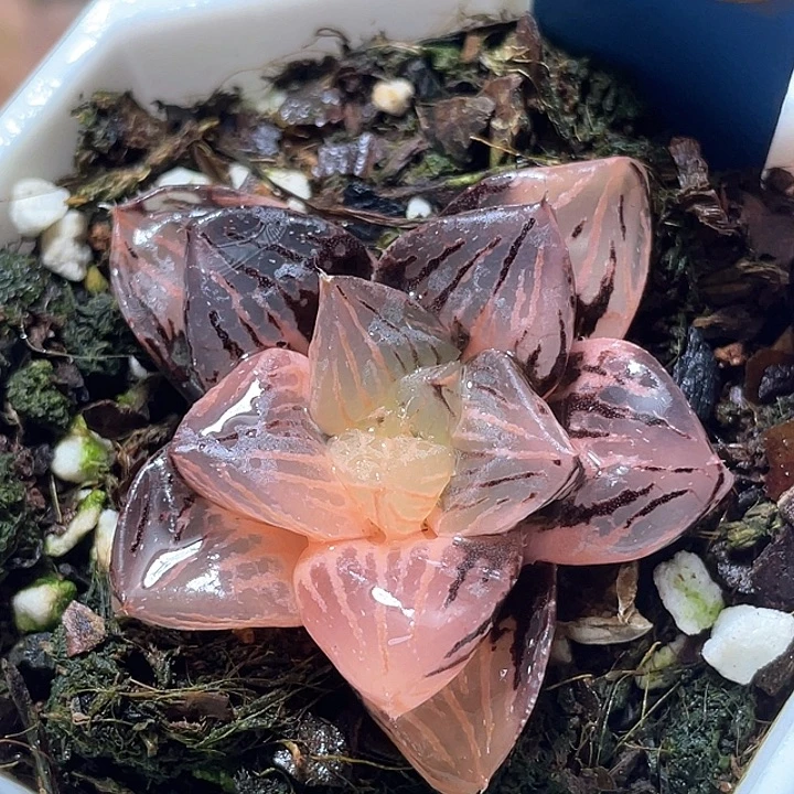 752赤焰玉露锦特选福利