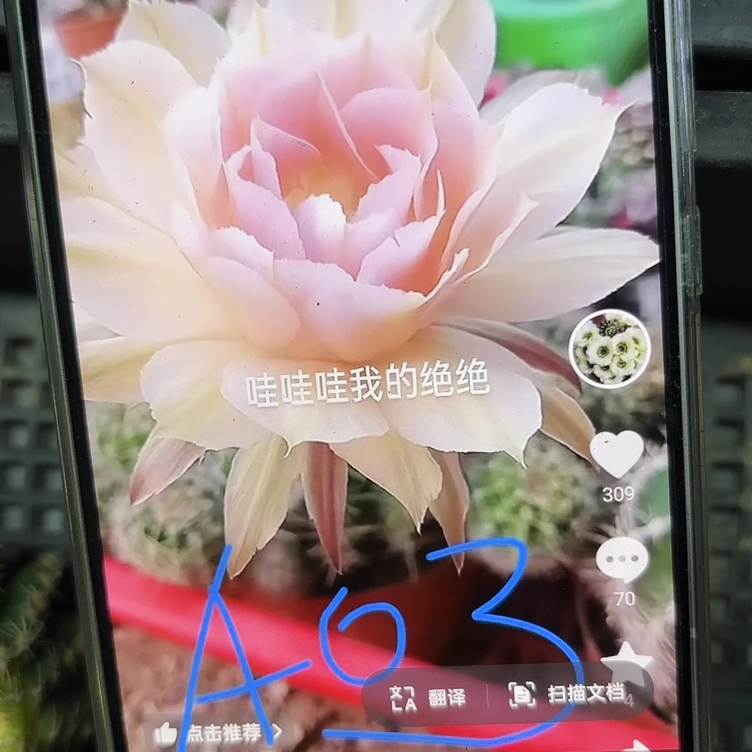 A03彩侧牙20包邮28