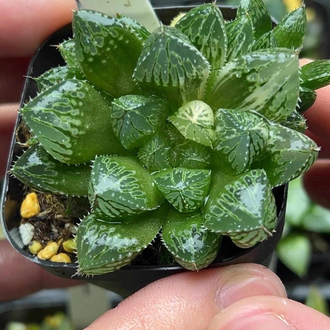 36楼兰玉露锦。。。。