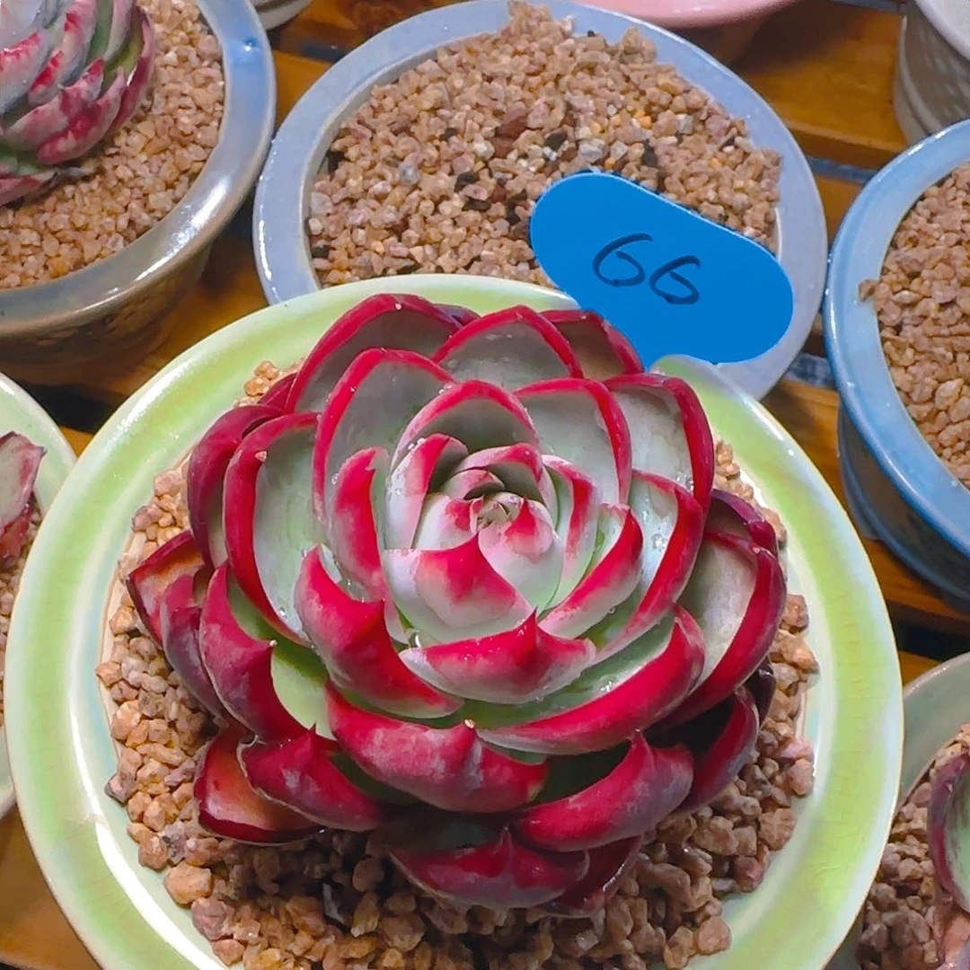 惊鸿仙子一物一拍66号