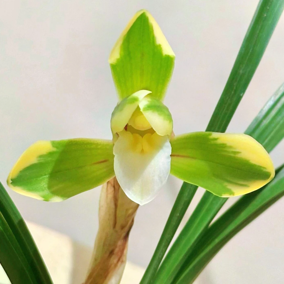 兰花，直播室专拍，一物一拍