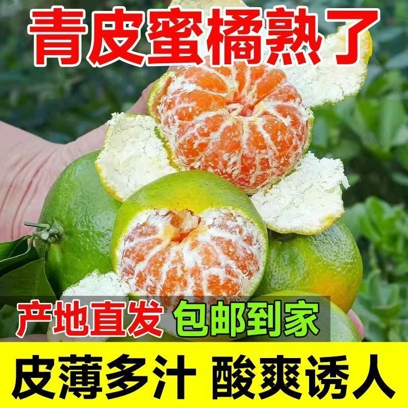 现摘头茬新鲜青皮蜜橘薄皮多汁酸甜爽口应季水果L